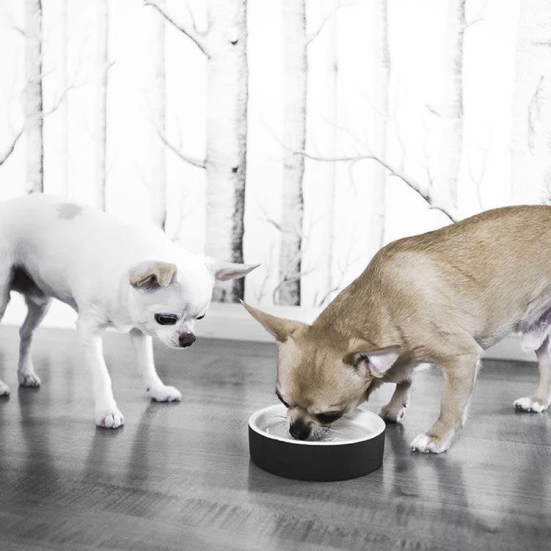 Plato para Agua de Mascotas - pequeño Negro1
