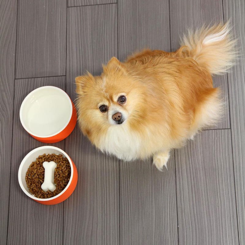 Plato para Agua de Mascotas - Mediano Naranja3