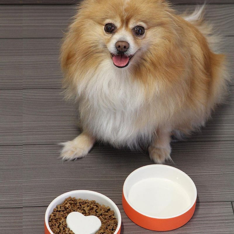 Plato para Comida de Mascotas - pequeño Naranja1