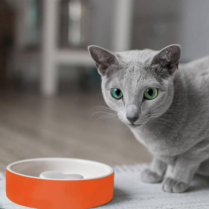Plato para Comida de Mascotas - pequeño Naranja2