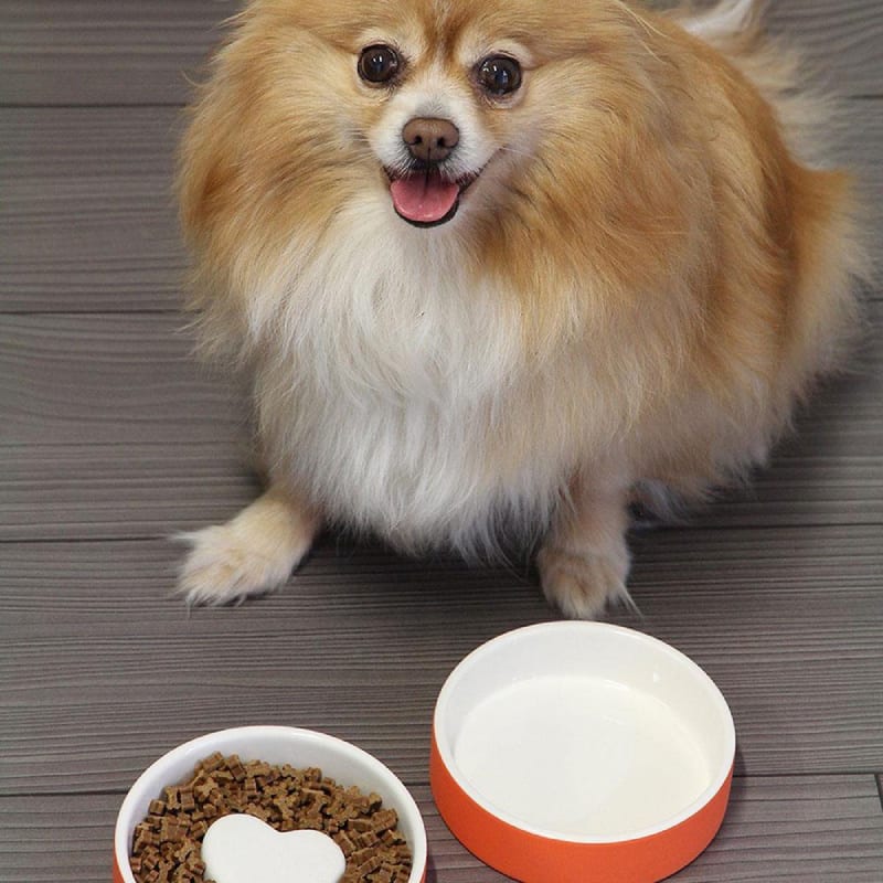 Plato para Agua de Mascotas - pequeño Naranja1