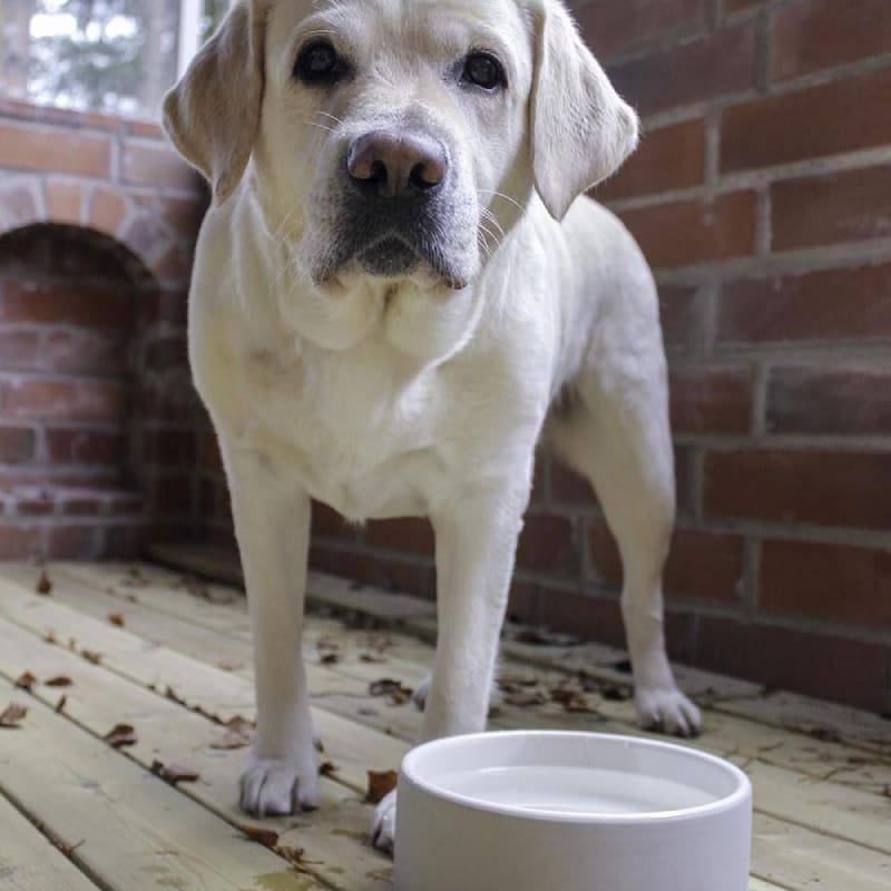Plato para Agua de Mascotas - Grande Concreto1