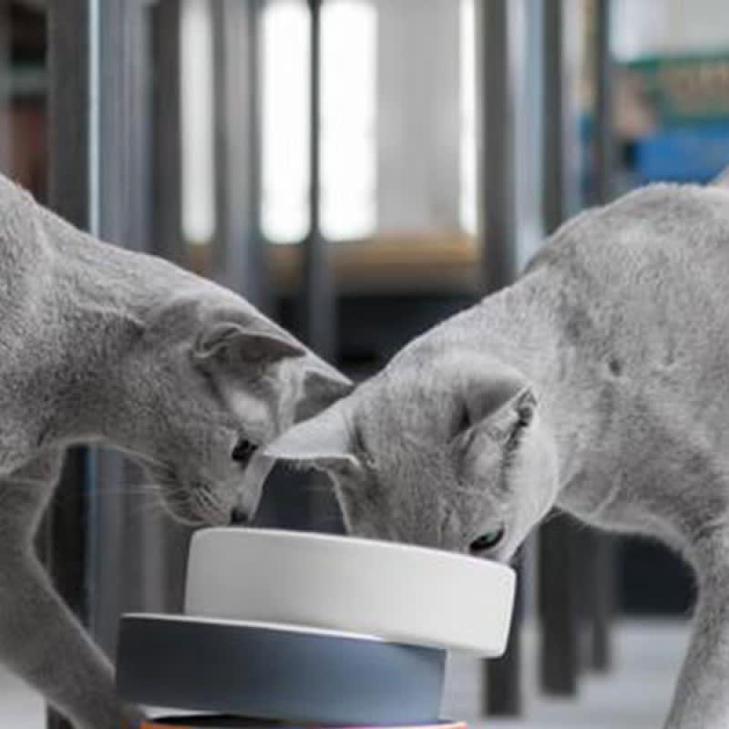 Plato para Comida de Mascotas - pequeño Concreto2