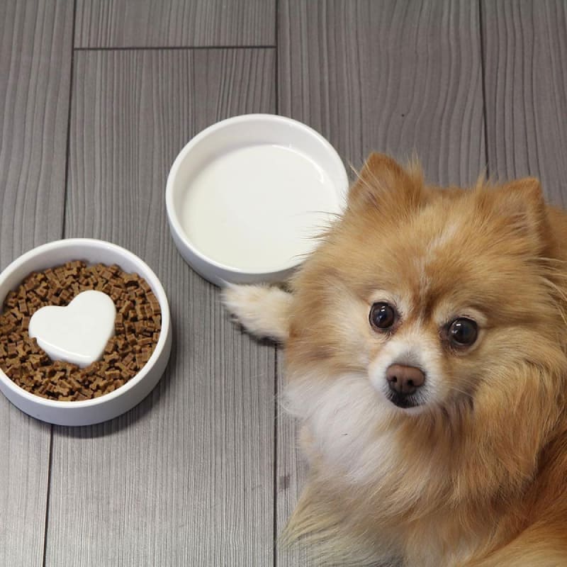 Plato para Agua de Mascotas - pequeño Concreto2