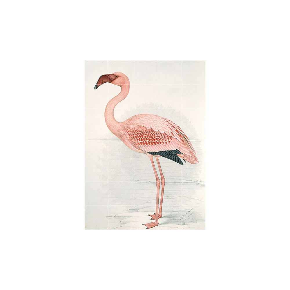 Mural IXXI Flamingo Finch Davies Large1