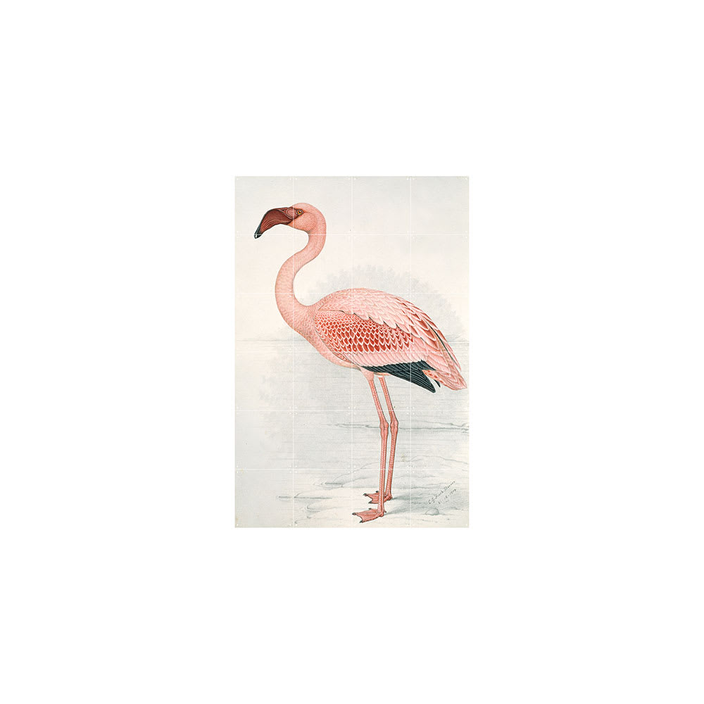 Mural IXXI Flamingo Finch Davies Small1