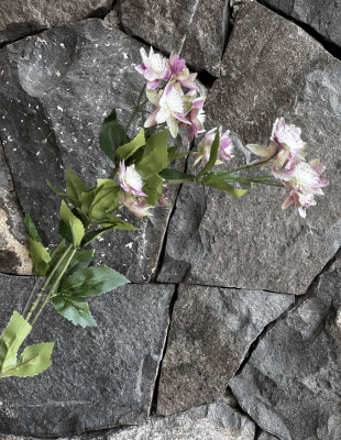 FLOR CLEMATIDE ROSA
