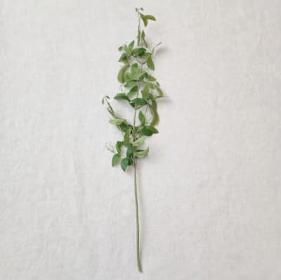 FLOR RAMA VAINA