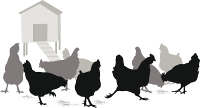 Incubadoras y Criadoras