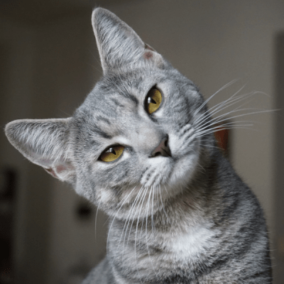 GATOS