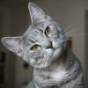 GATOS