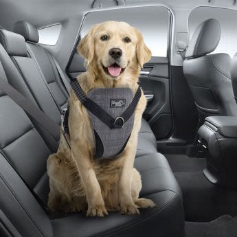 Arnes Seguridad XL