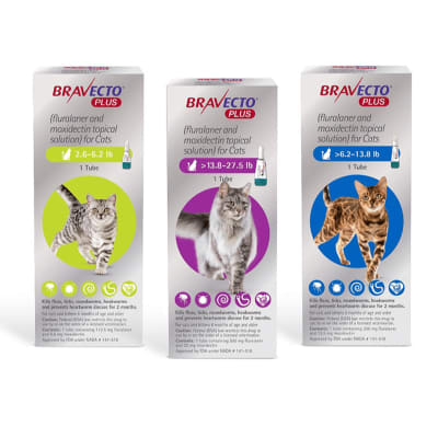 bravecto plus gato