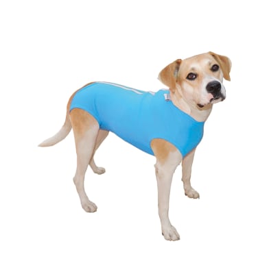 Post Quirúrgica Pet Med Castracion Celeste1