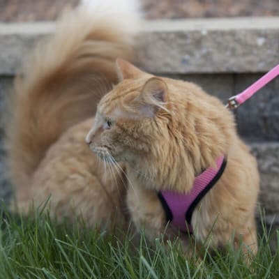 Coastal Arnes Soft Gatos Rosado Pecho 35 a 40 cm