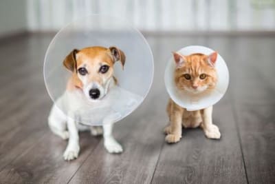 Collar Isabelino Plástico Perros y Gatos