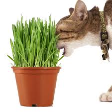 Semillas y Sustrato Pasto para Gatos 70 gr