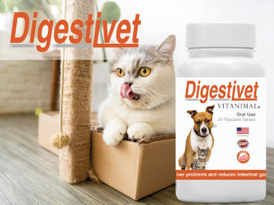 Digestivet 10 comprimidos Perros y Gatos1