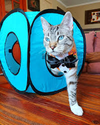 Pawise Cubo Plegable para Gatos 38 cm1