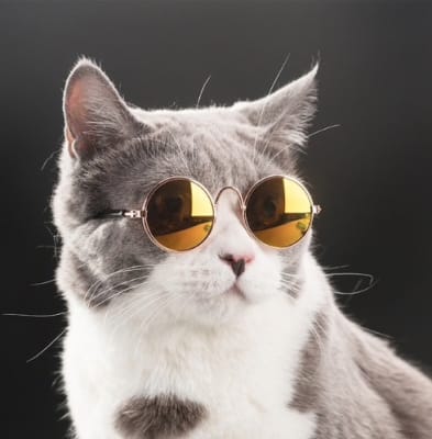 Lentes para Gatos