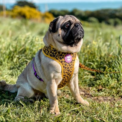 Zeedog Honey Pechera XS