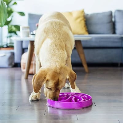 Outward hound Comedero Lento Fucsia 26 cm1