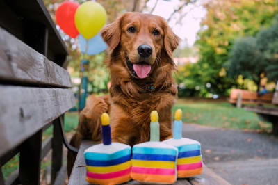 Pet Play Pastel de Cumpleaños 10 cm1