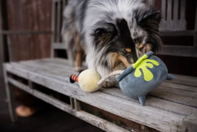 Pet Play Poción para Cachorros 13 cm