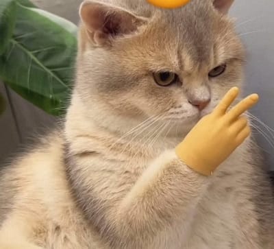 .Mini Mano para Gatos