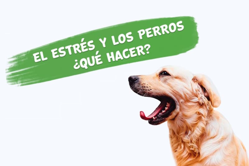 Estrés en los perros ¿Qué se debe hacer? 