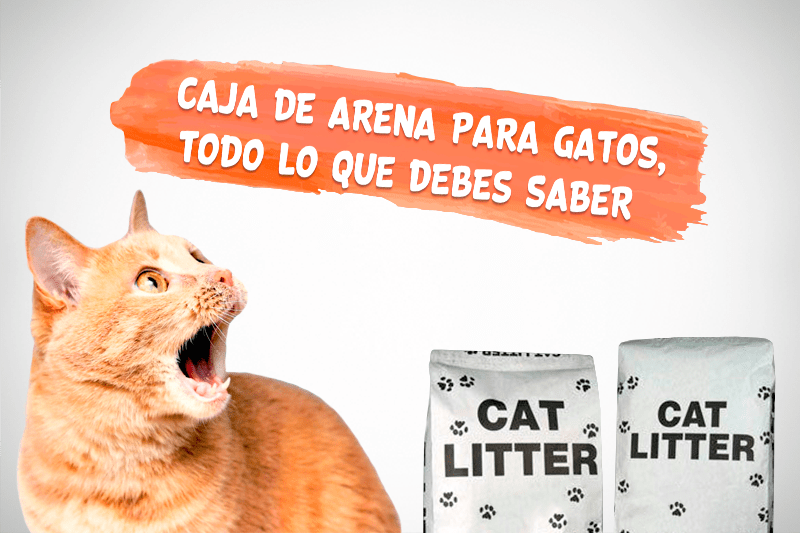 Caja de arena para gatos, lo que hay que saber