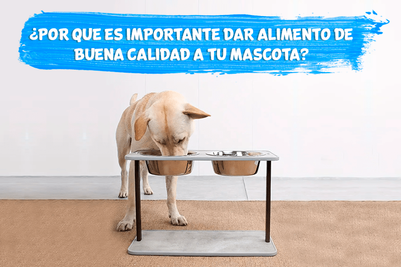 ¿Por que es importante dar alimento de calidad a mi mascota?
