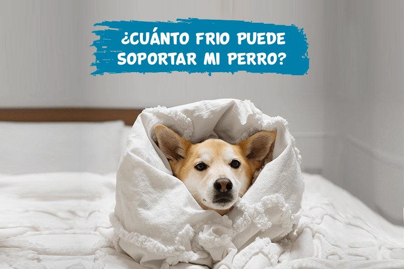 ¿Cuánto frio puede soportar mi perro? 