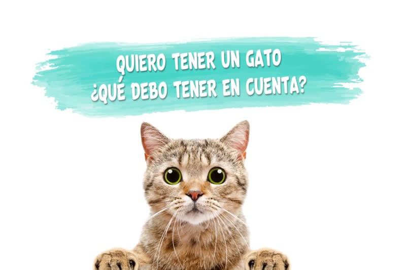 ¿Que debo tener en cuenta para tener un gato?