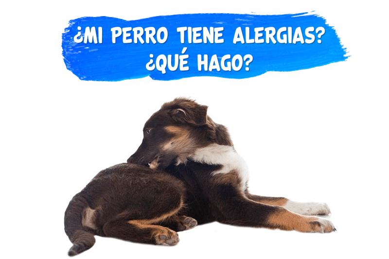 ¿Mi perro tiene alergias? ¿Qué hago?