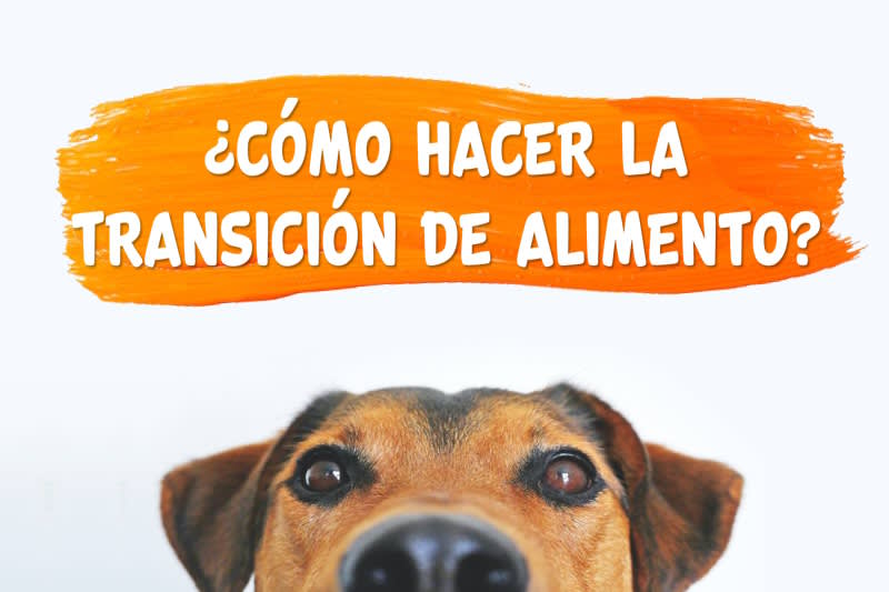 ¿Cómo hacer un cambio de alimento para mi mascota?  Una sencilla guía.