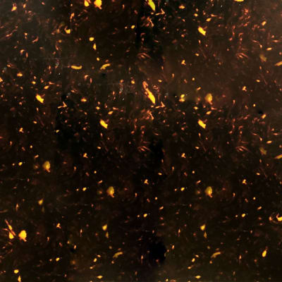 Lamina para Pickguard 220 x 300 mm. Mod: PC-TOR-PR. Color: Brown Pearloid. 4-ply 3