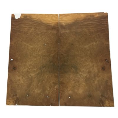 Chapa de Raiz de Arbol Myrtle. Ref 21