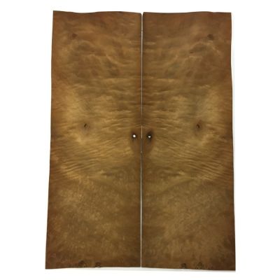 Chapa de Raiz de Arbol Myrtle. Ref 31