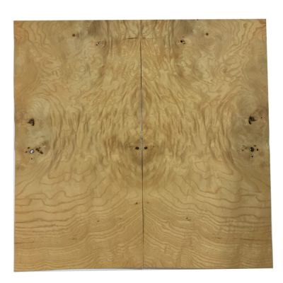 Raiz de  Ash Americano Ref 11