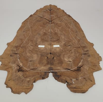 Top Unico REF: BW-333 de Raiz Black Walnut1