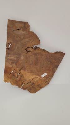 Pieza Unica REF: BW-350 de Raiz de Black Walnut para Artesania y Tallado1