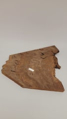 Pieza Unica REF: BW-345 de Raiz de Black Walnut para Artesania y Tallado