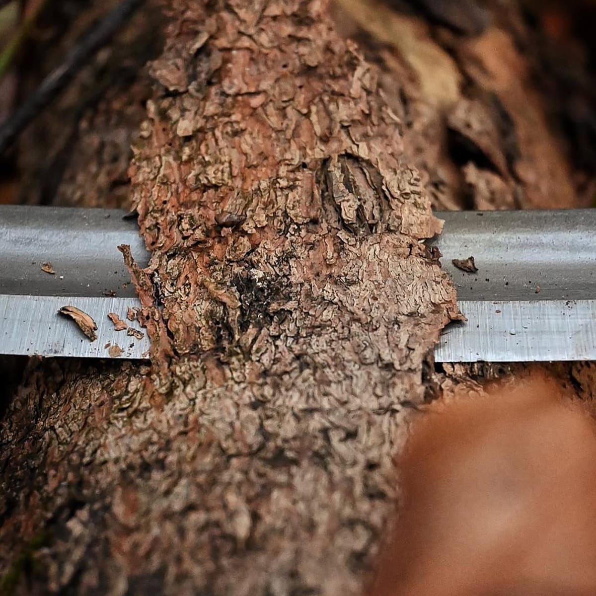 Desbastador Curvo 4002 Two Cherries de 250 mm de Ancho con Dos Mangos7