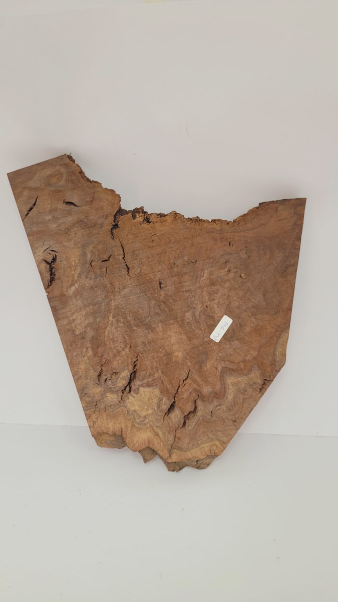 Pieza Unica REF: BW-345 de Raiz de Black Walnut para Artesania y Tallado9