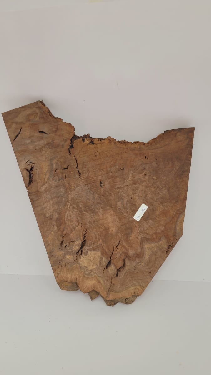 Pieza Unica REF: BW-345 de Raiz de Black Walnut para Artesania y Tallado8