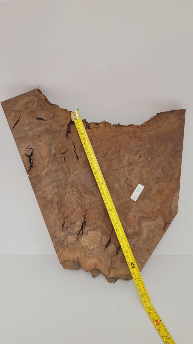 Pieza Unica REF: BW-345 de Raiz de Black Walnut para Artesania y Tallado5