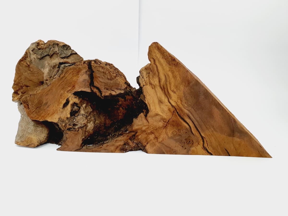 Pieza Unica REF: BW-357 de Raiz de Black Walnut para Artesania y Tallado3