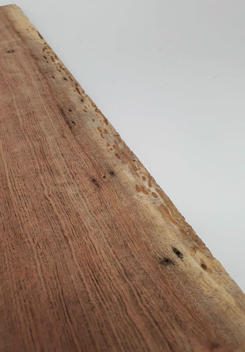 Diapason TZA-05 de Tzalam Mexicano para Guitarra10