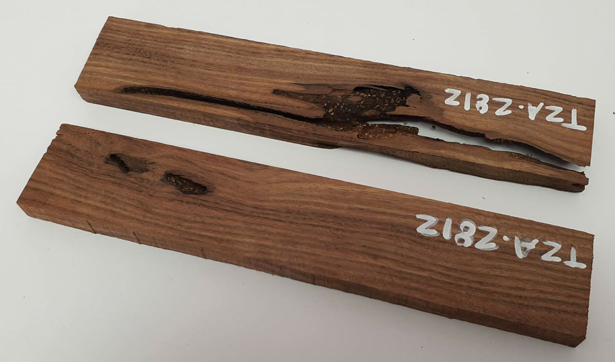 Pack Unico REF: TZA-2812 de Tzalam Mexicano3